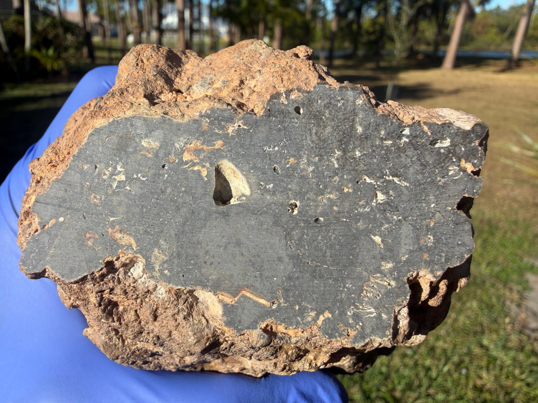 Cut face of NWA 18211 lunar meteorite showing melt breccia texture and fusion crust remnants