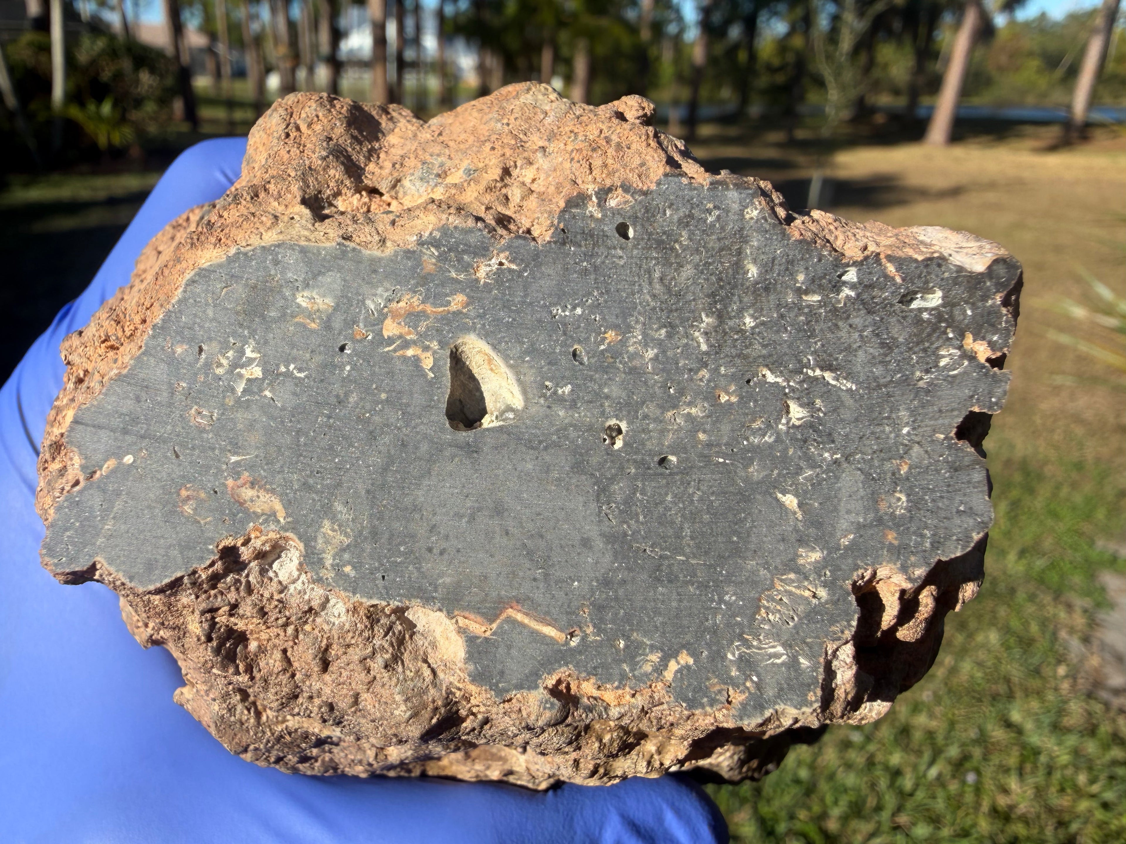 Cut face of NWA 18211 lunar meteorite showing melt breccia texture and fusion crust remnants