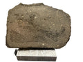 Cut face of the Sinawan 005 Rumuruti chondrite main mass, R5-6, 187.65g, showing chondrules in a fine matrix with scale bar