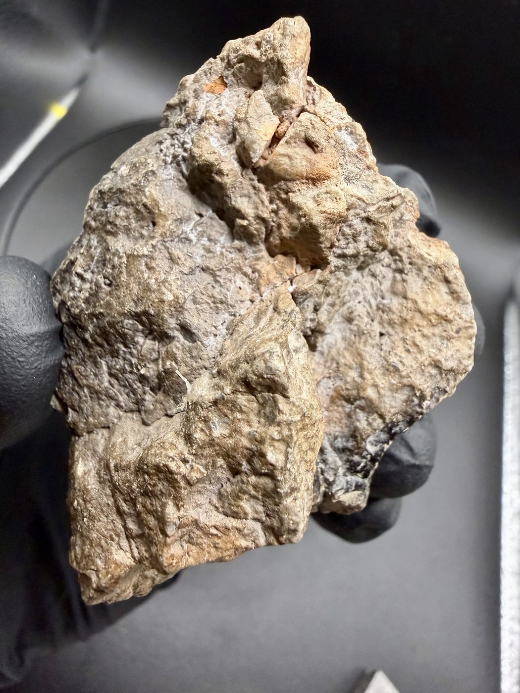 NEA 089 lunar meteorite, the two halves held together forming the complete original stone