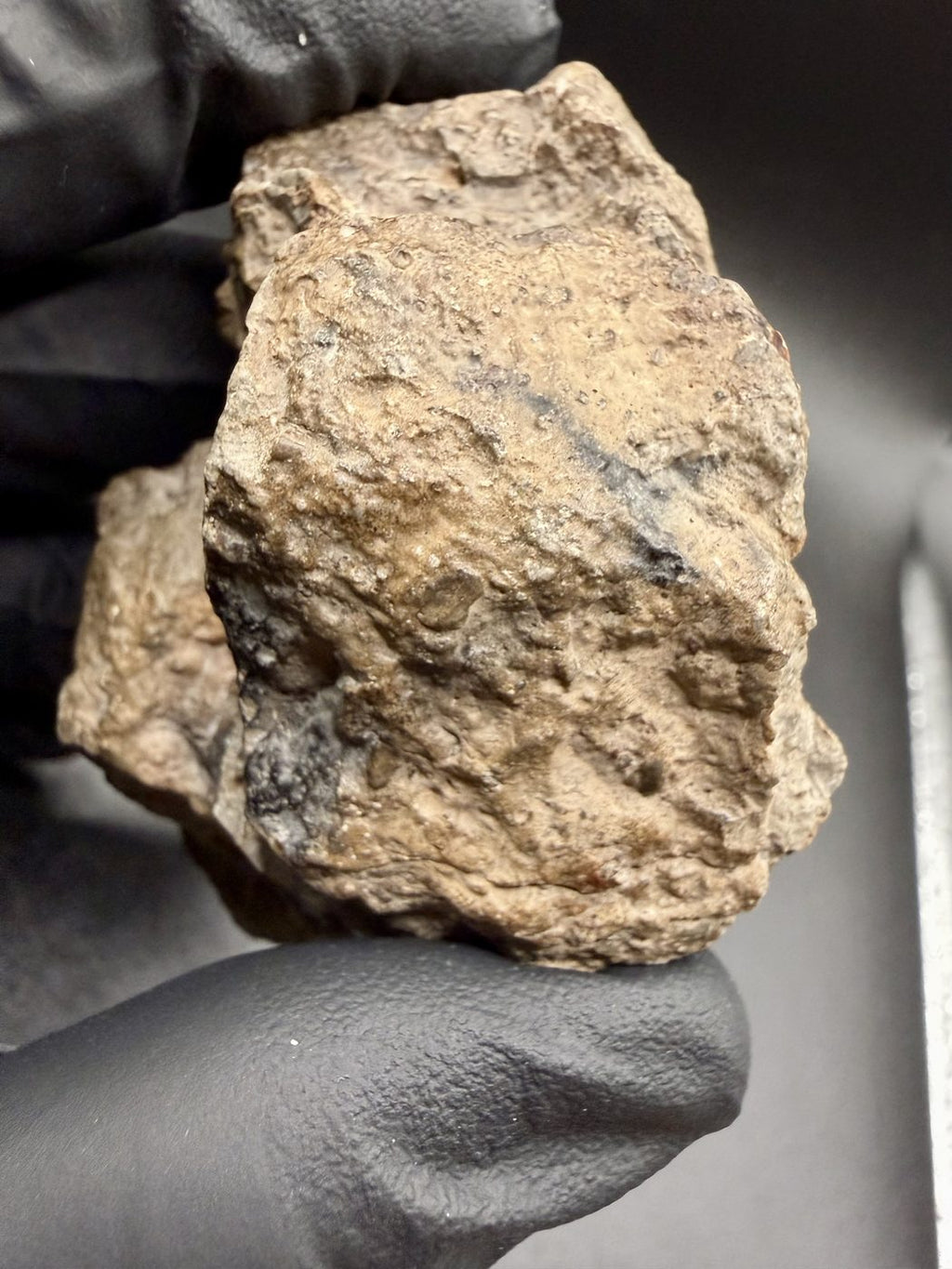 NEA 089 lunar meteorite, halves rejoined showing the exterior running across the seam