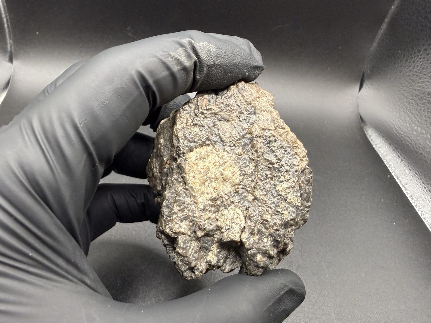 Laâyoune 002 lunar meteorite individual, 193.73g, held in a gloved hand for scale