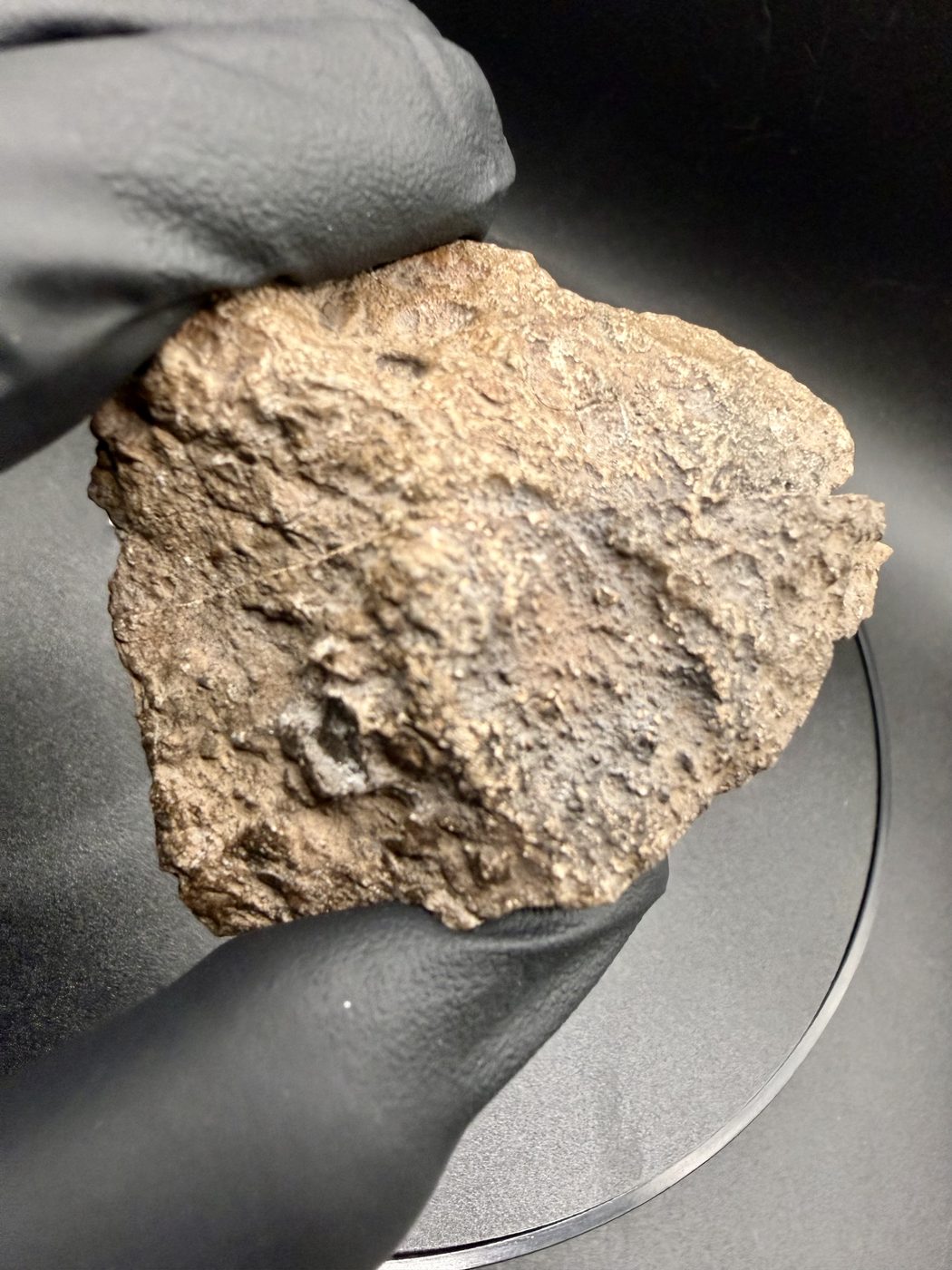 NEA 089 lunar meteorite, halves rejoined, alternate view of the complete stone