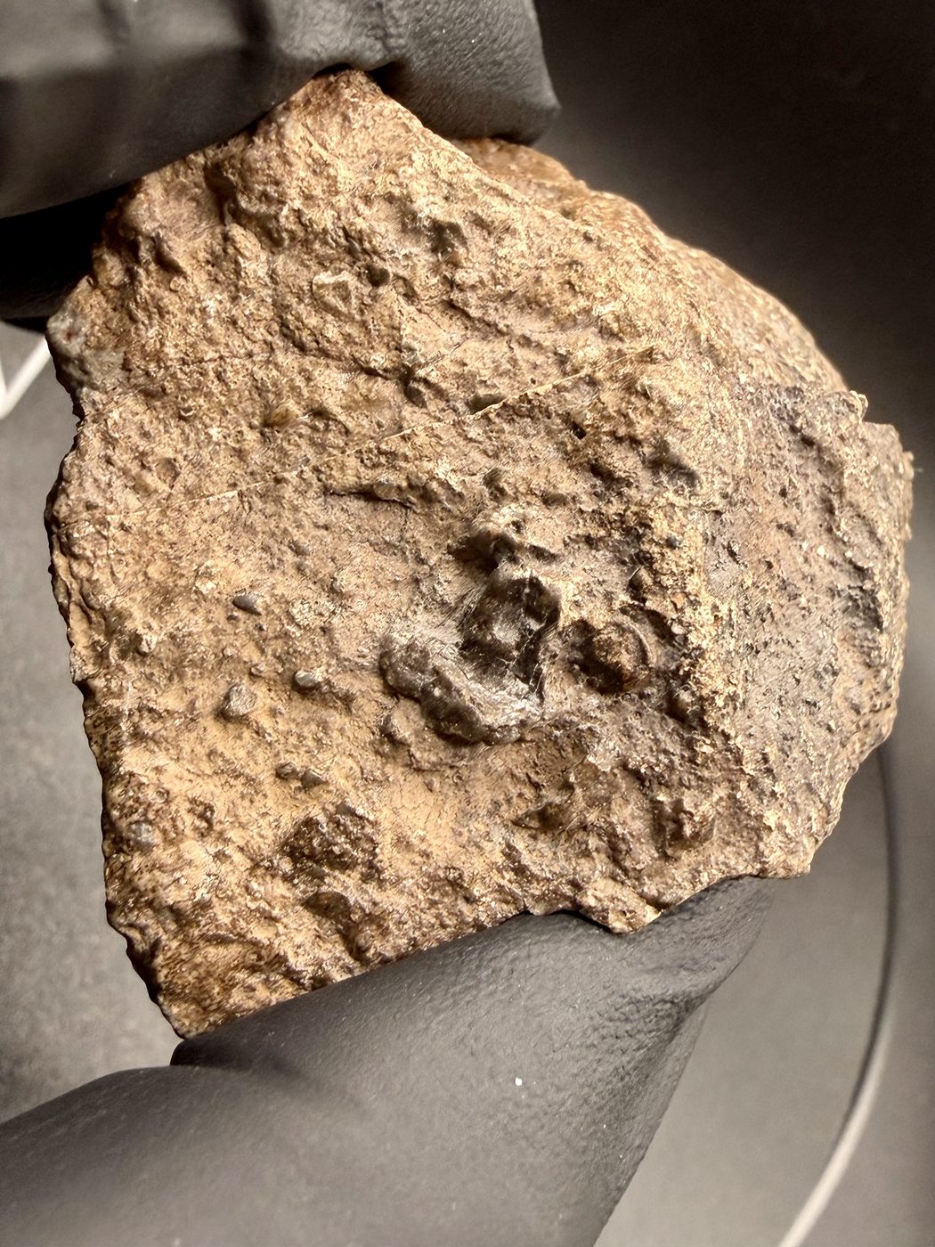 NEA 089 lunar meteorite, halves rejoined, exterior surface detail across the join