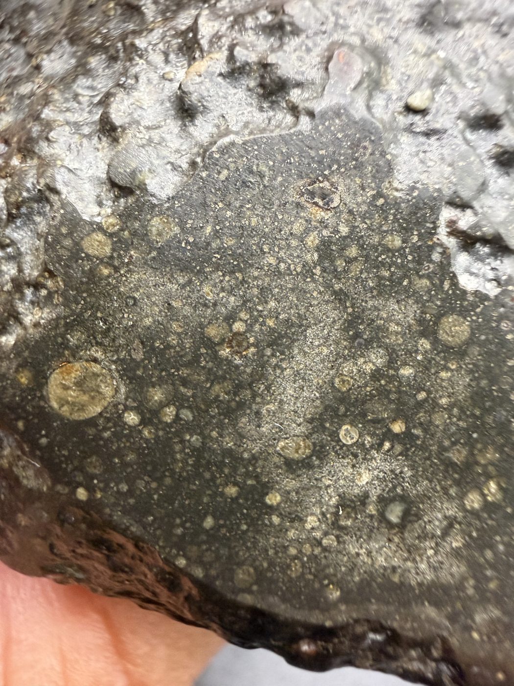 Chondrule at the crust edge of the Sinawan 005 R5-6 chondrite main mass