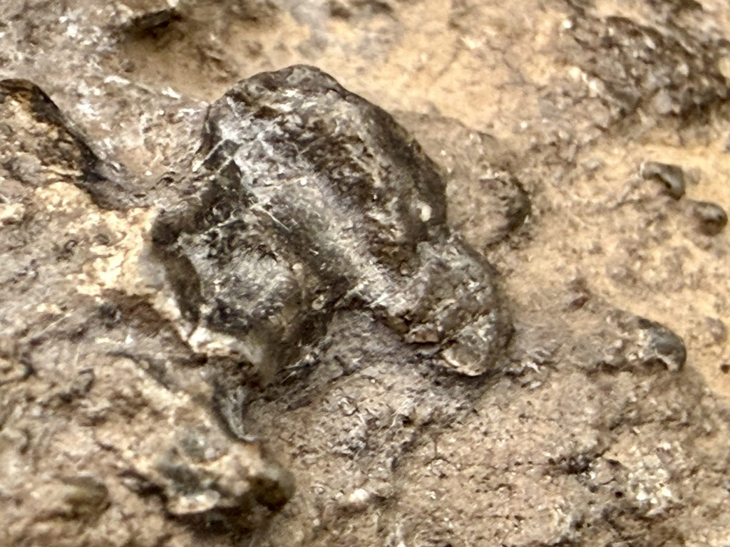 Macro view of the weathered exterior surface of NEA 089 lunar meteorite