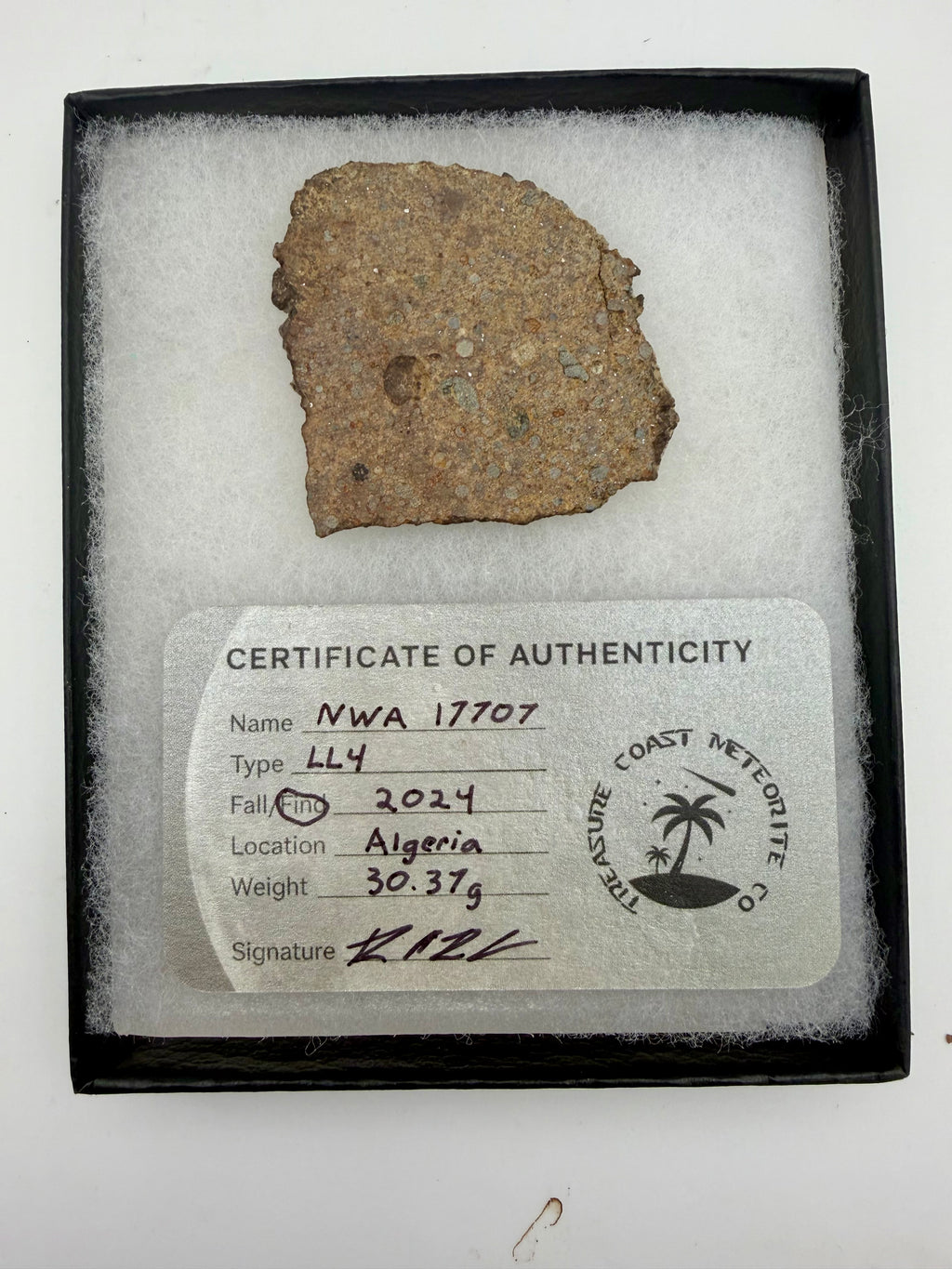 NWA 17707 LL4 ordinary chondrite meteorite slice 30.37g -- low-iron primitive material with visible chondrules, Treasure Coas
