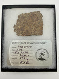 NWA 17707 LL4 ordinary chondrite meteorite slice 27.61g -- low-iron chondrite with visible chondrules, Treasure Coast Meteori