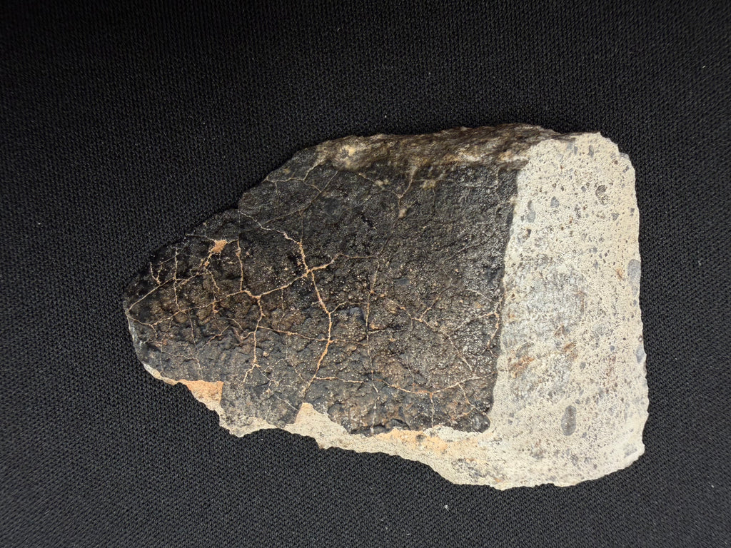 NWA 17708 howardite 29.12g -- brecciated interior with eucritic and diogenitic clasts in fine-grained matrix
