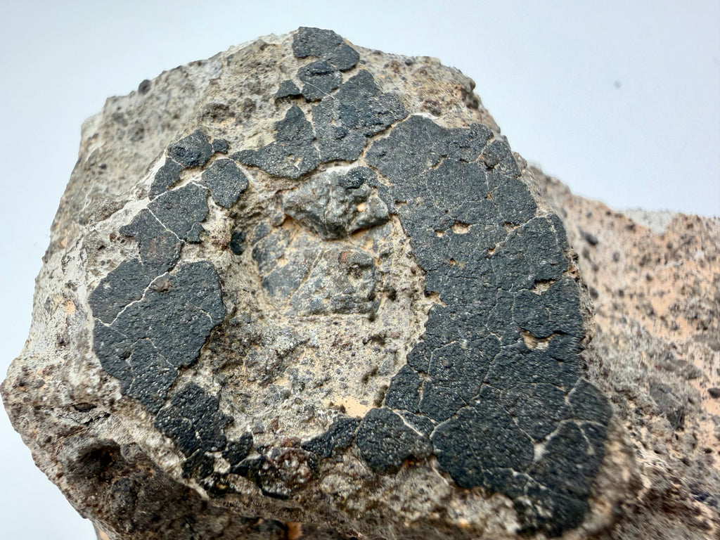 NWA 17708 howardite meteorite 350.42g -- clast boundaries and lithologic mixing visible on sanded face