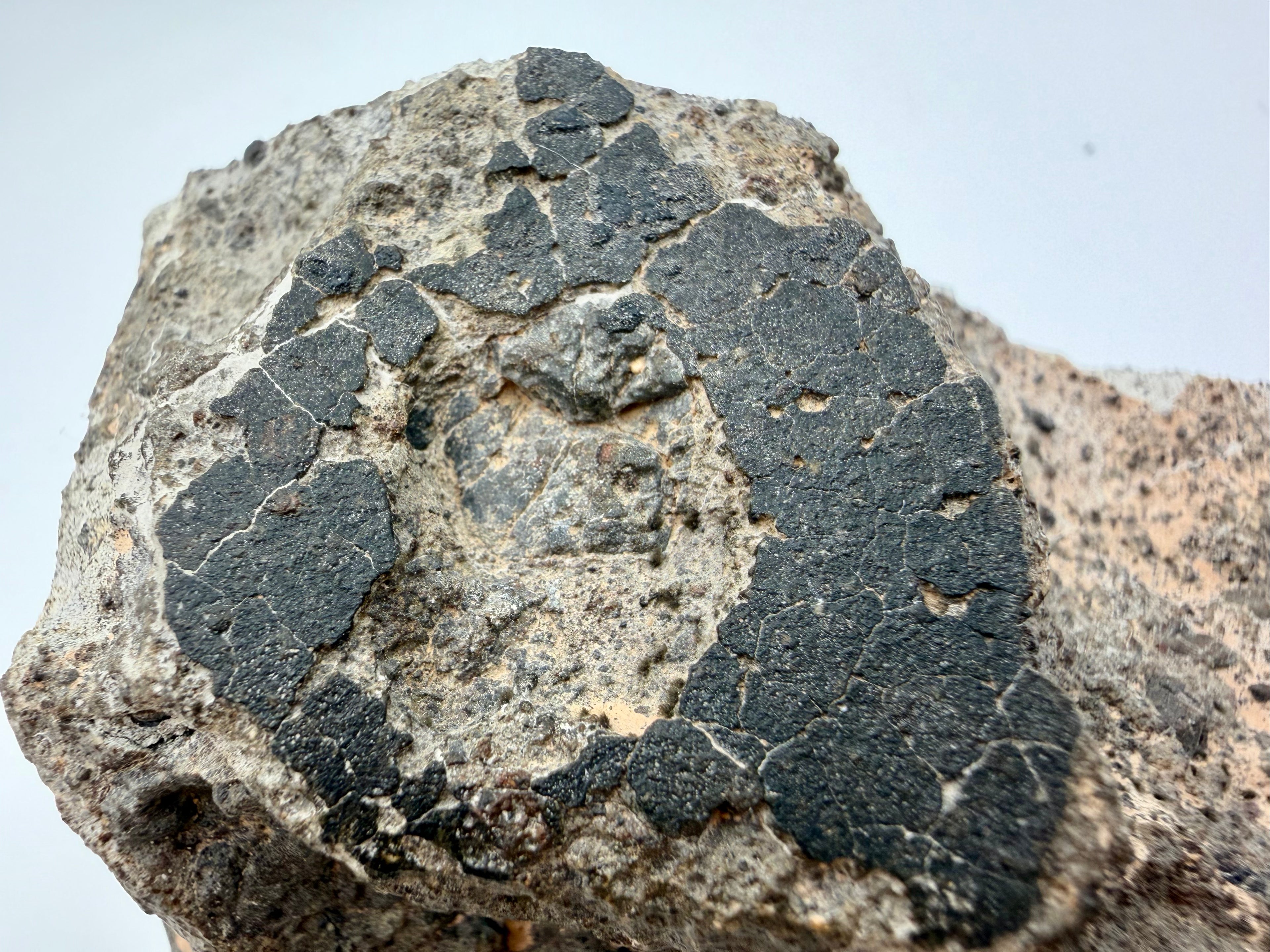 Howardite Meteorite - NWA 17708 from Vesta, Rare Achondrite 350.42g Large End Cut