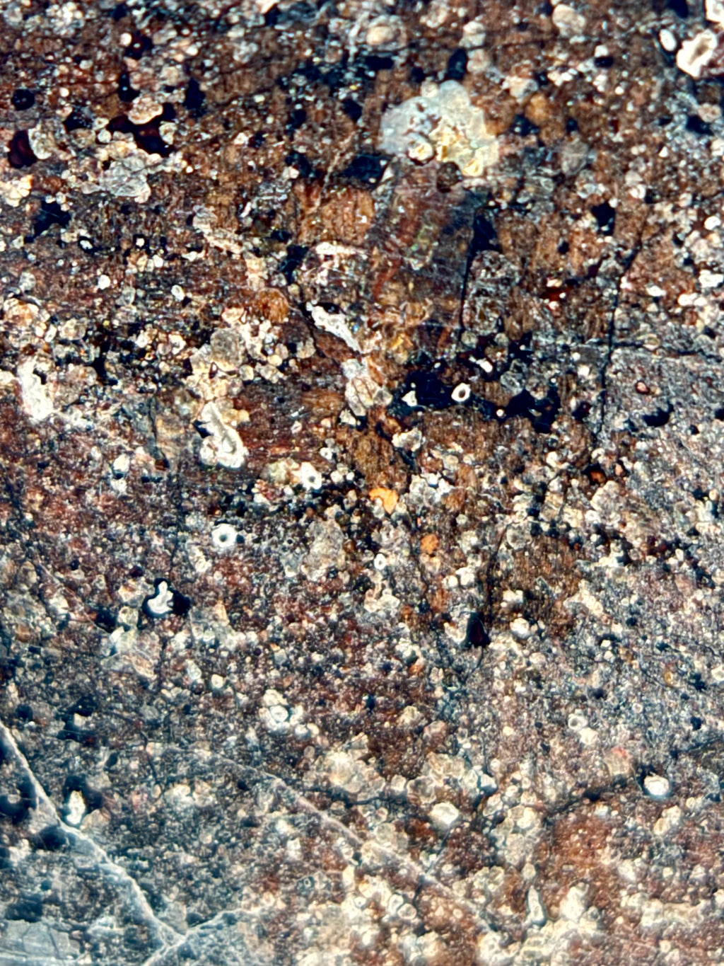 Bir Ounane 001 achondrite-prim slice 6.46g -- mineral boundaries and melt features visible in polished surface