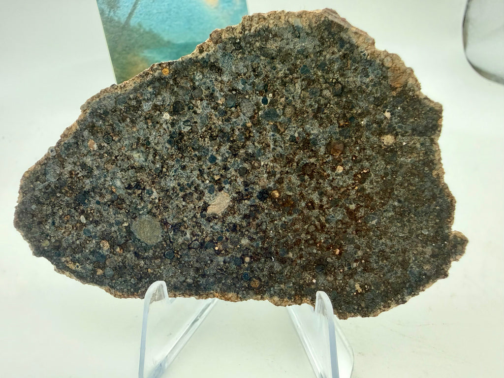NWA 12009 LL3 chondrite 16.91g -- polished surface revealing distinct chondrule boundaries in low-iron matrix