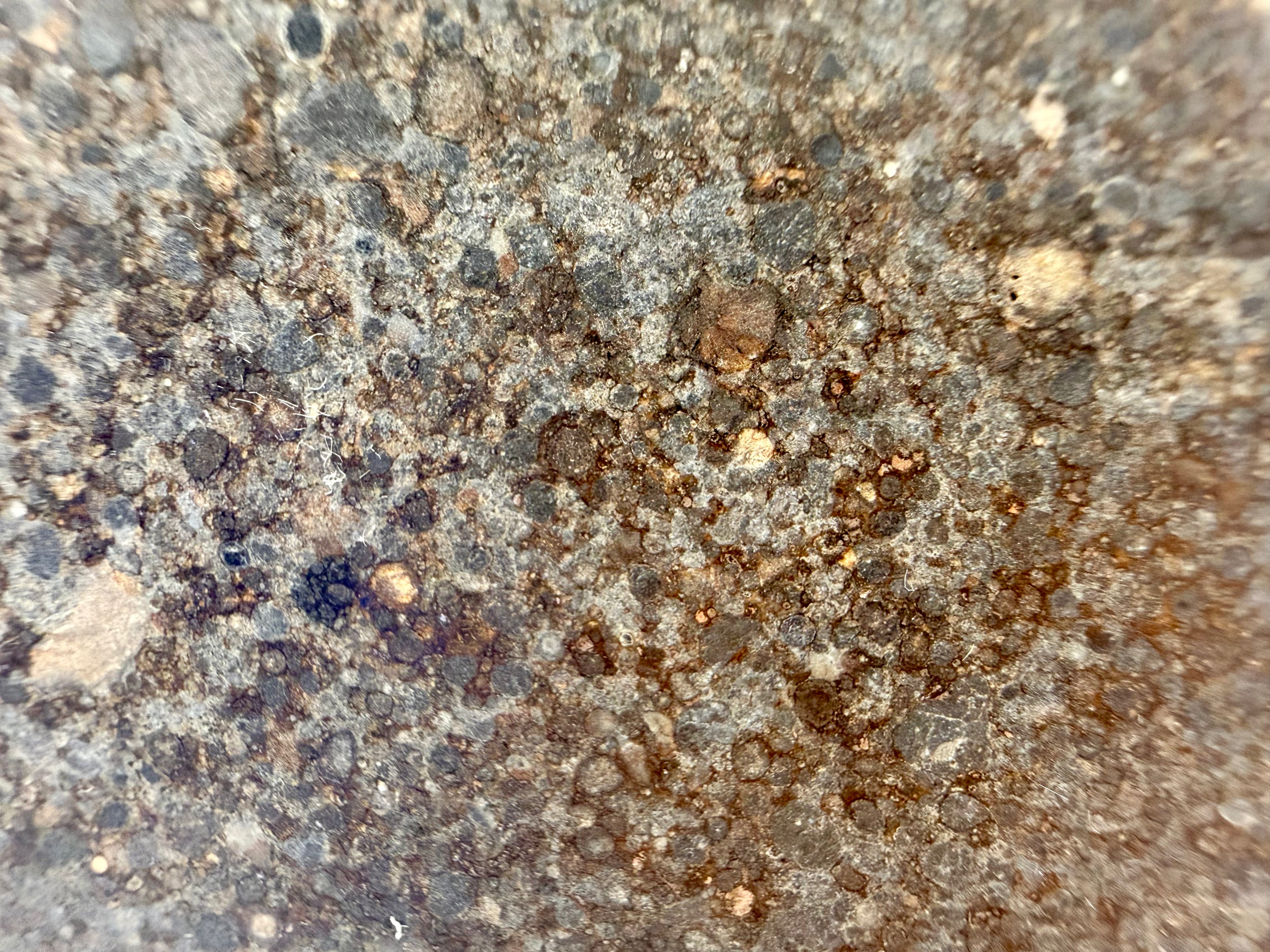 NWA 12009 LL3 meteorite 16.91g -- fine-grained matrix surrounding individual chondrules under polish