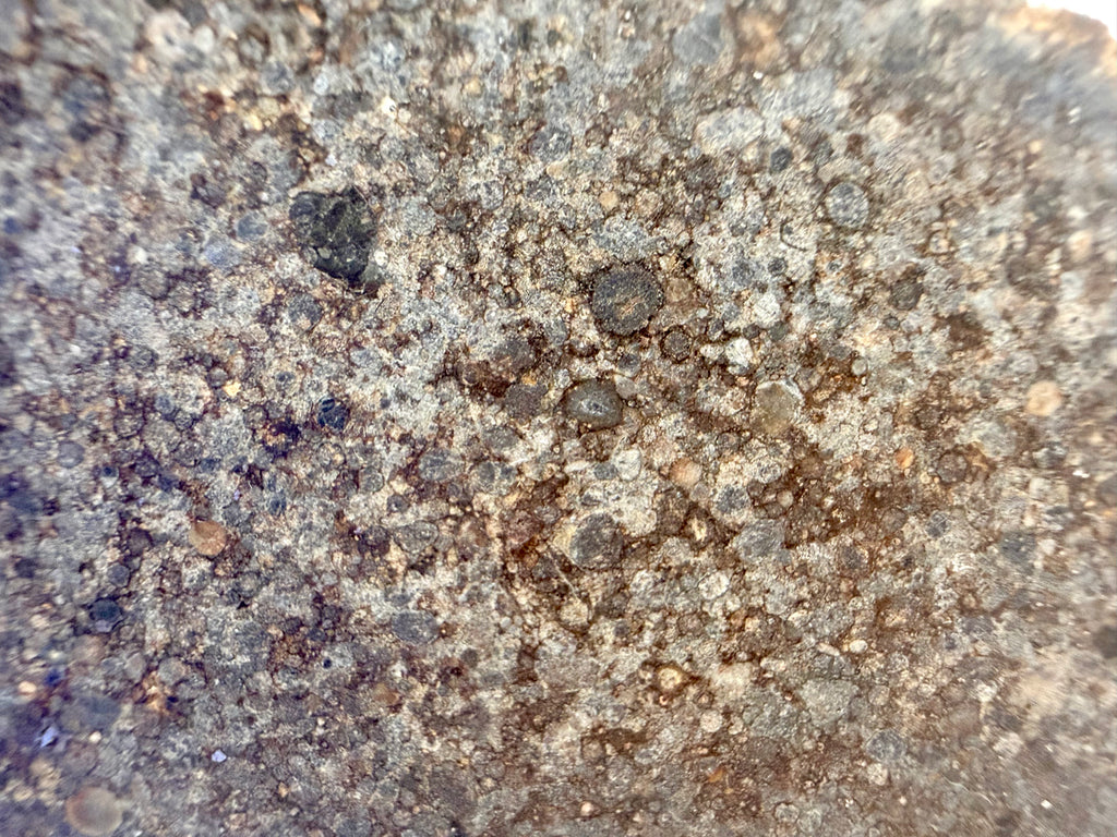 NWA 12009 chondrite slice 16.91g -- edge detail showing primitive internal structure and matrix composition