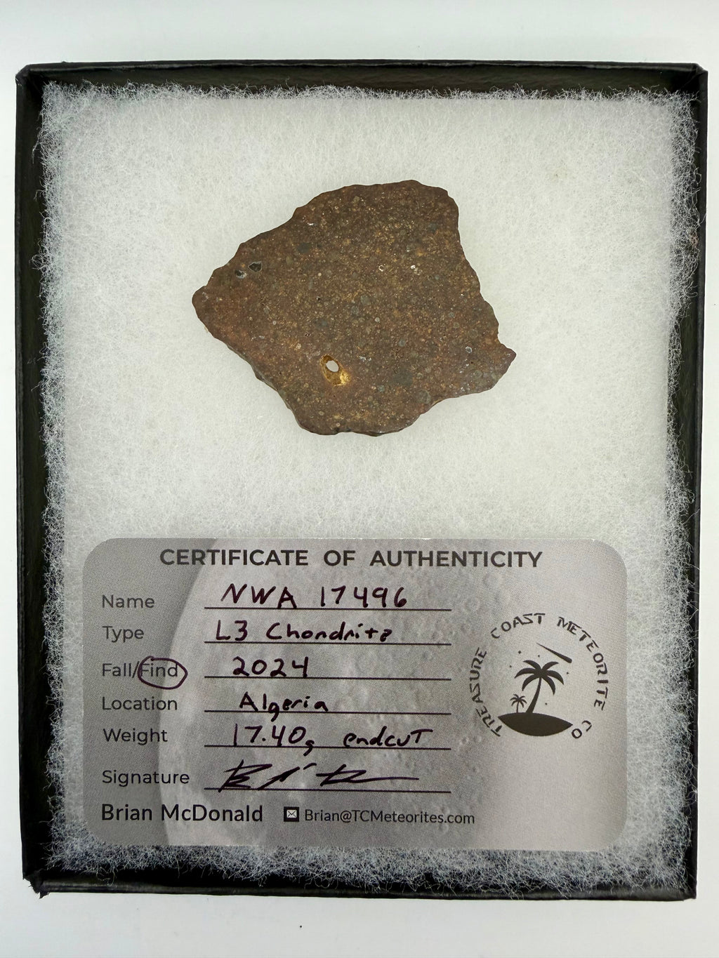 NWA 17496 L3 ordinary chondrite end cut 17.40g in riker display case -- primitive meteorite with visible chondrules, Treasure