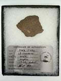NWA 17496 L3 ordinary chondrite end cut 17.40g in riker display case -- primitive meteorite with visible chondrules, Treasure