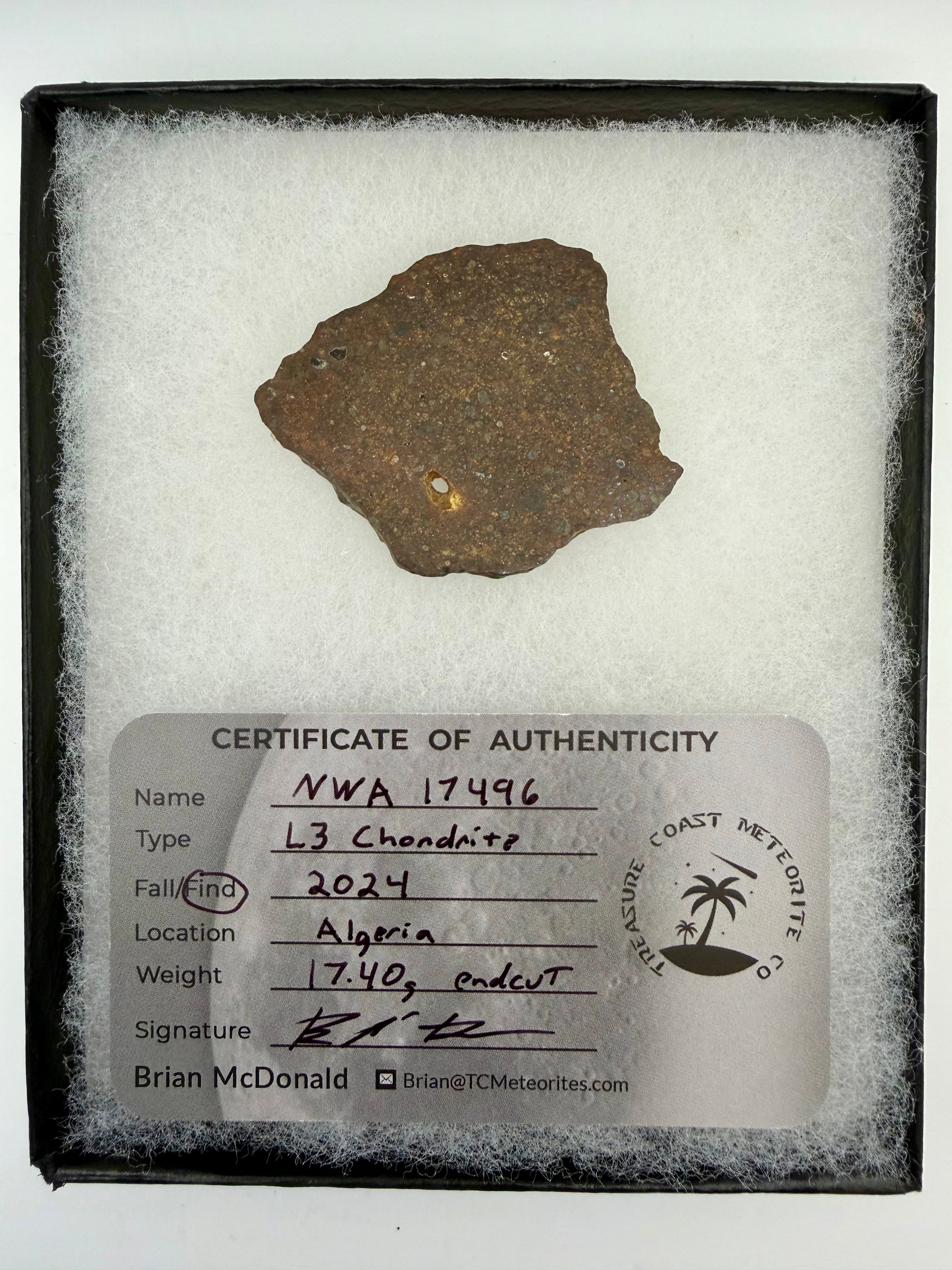 NWA 17496 L3 ordinary chondrite end cut 17.40g in riker display case -- primitive meteorite with visible chondrules, Treasure