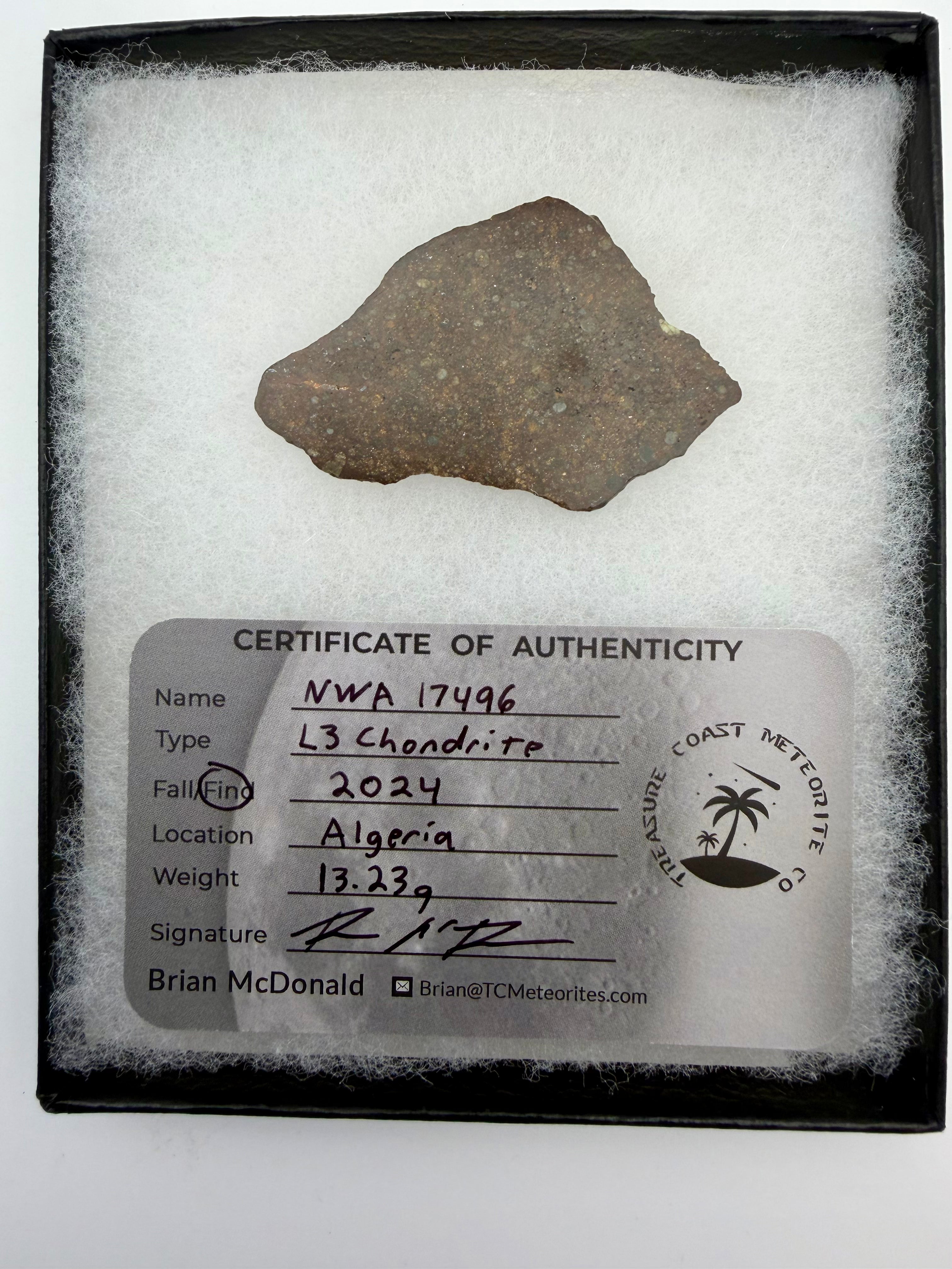 NWA 17496 L3 ordinary chondrite slice 13.23g in riker display case -- primitive meteorite with visible chondrules, Treasure C