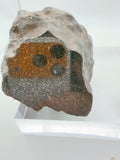 NWA 17919 H6 chondrite individual 488.00g, mirror polished window -- ordinary chondrite from Algeria, Treasure Coast Meteorit