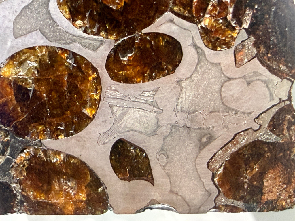 Sericho pallasite meteorite 92.48g -- part slice edge showing Paraloid B-72 stabilization and three-dimensional crystal distr