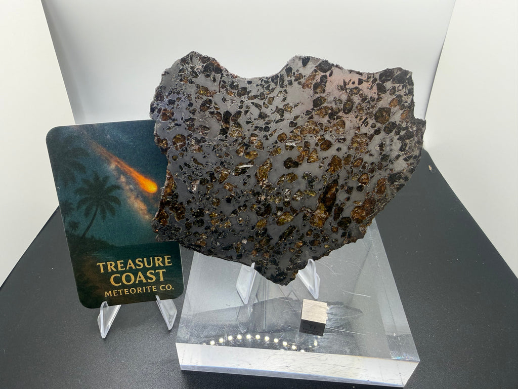 Gyarub Zangbo pallasite 94.90g -- olivine crystal distribution pattern across full slice cross-section