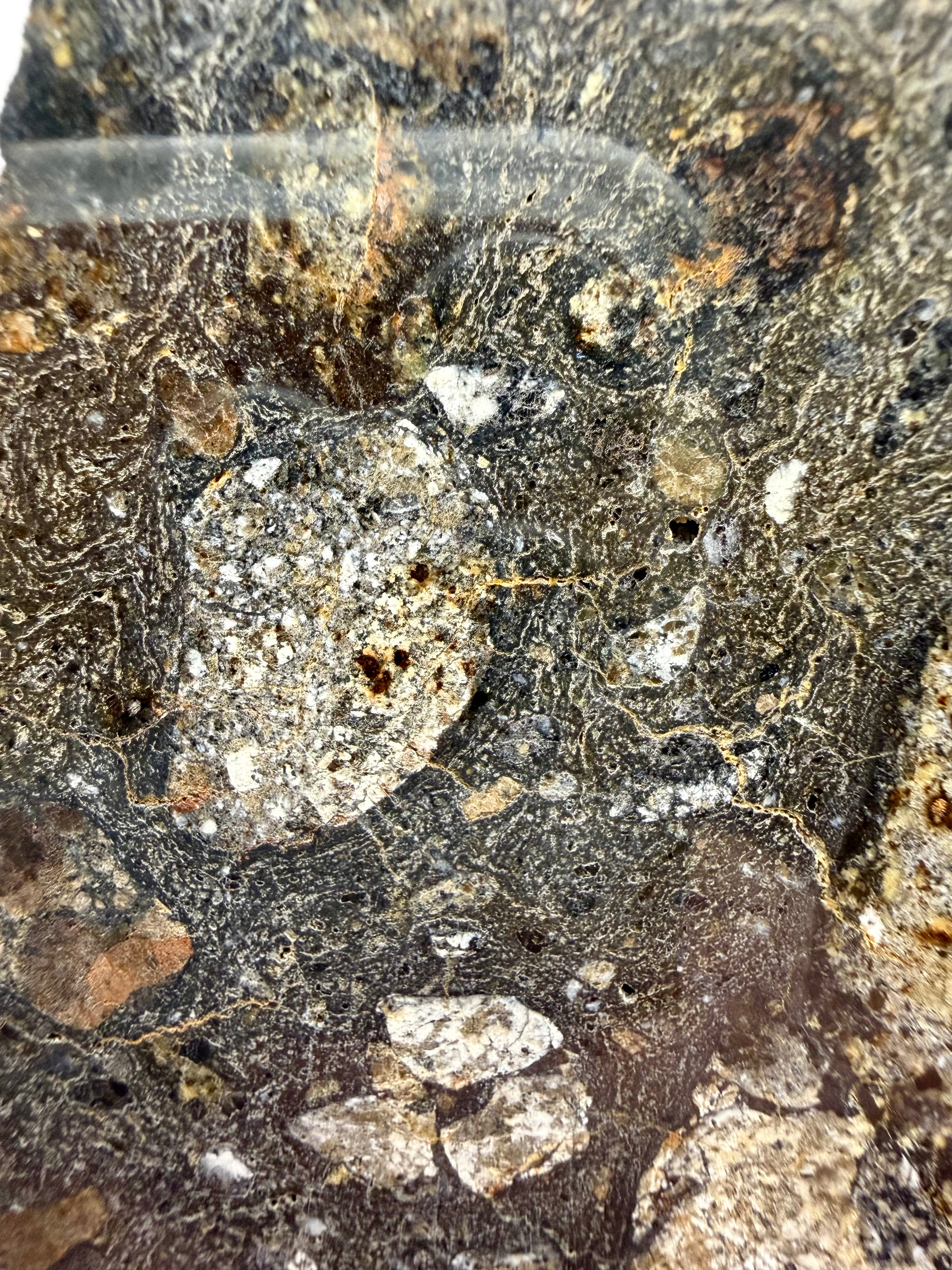 NWA 18048 eucrite-pmict 133.72g -- textural mosaic of mixed lithologies from Vesta's regolith