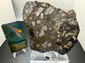 NWA 18048 eucrite-pmict meteorite slice 119.29g, mirror polished -- HED achondrite from asteroid 4 Vesta, Treasure Coast Mete