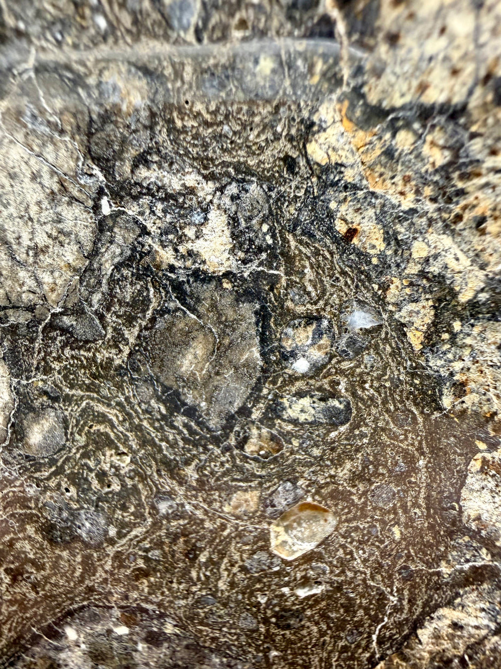 NWA 18048 eucrite meteorite 119.29g -- light and dark eucritic clasts separated by impact melt veins under mirror polish