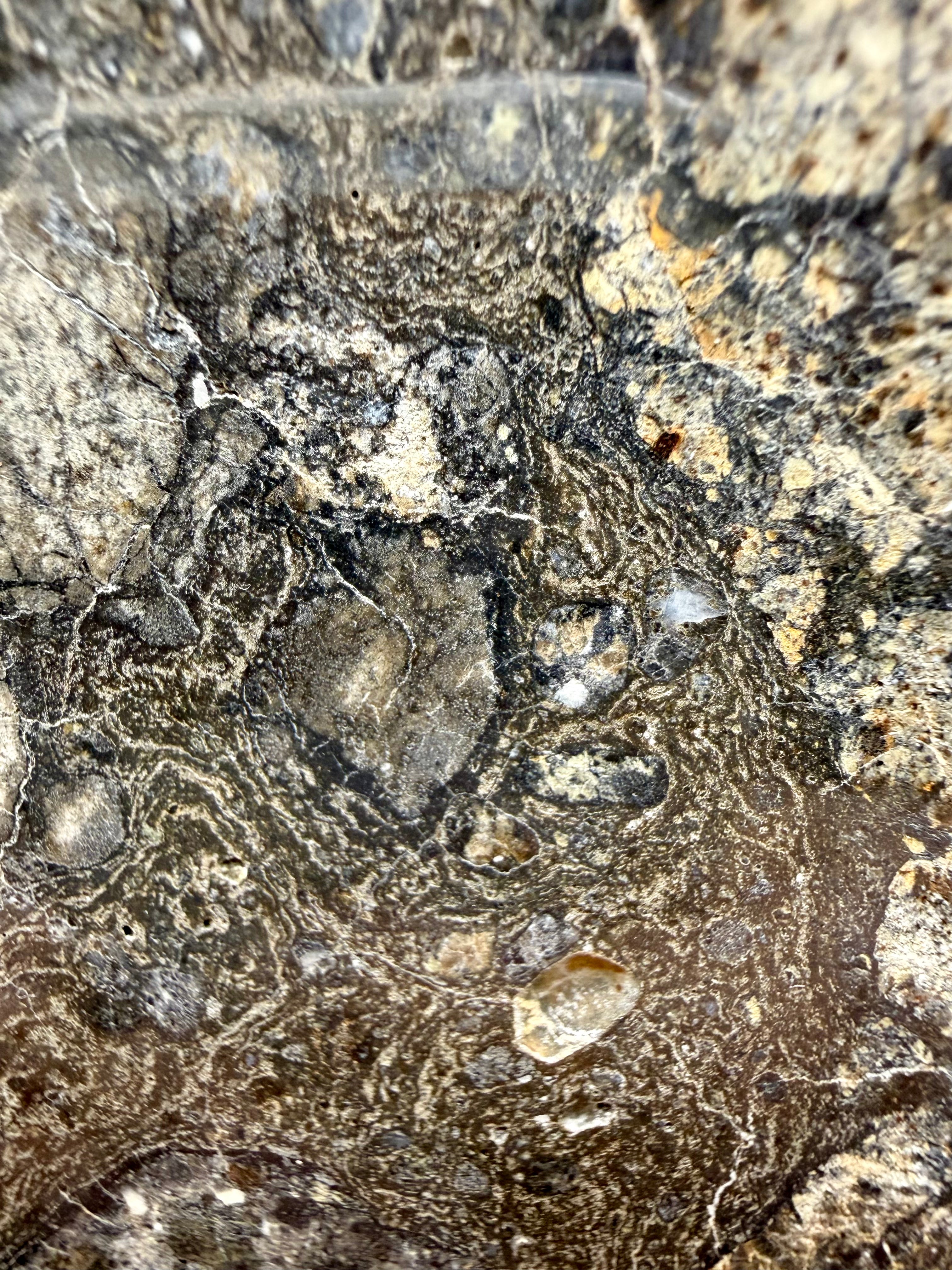 NWA 18048 eucrite meteorite 119.29g -- light and dark eucritic clasts separated by impact melt veins under mirror polish