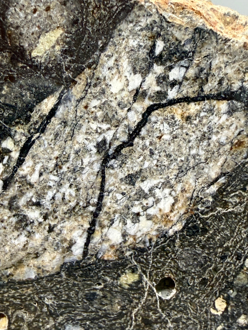 NWA 18048 eucrite meteorite 119.29g -- full slice view showing spatial distribution of clasts and matrix across specimen