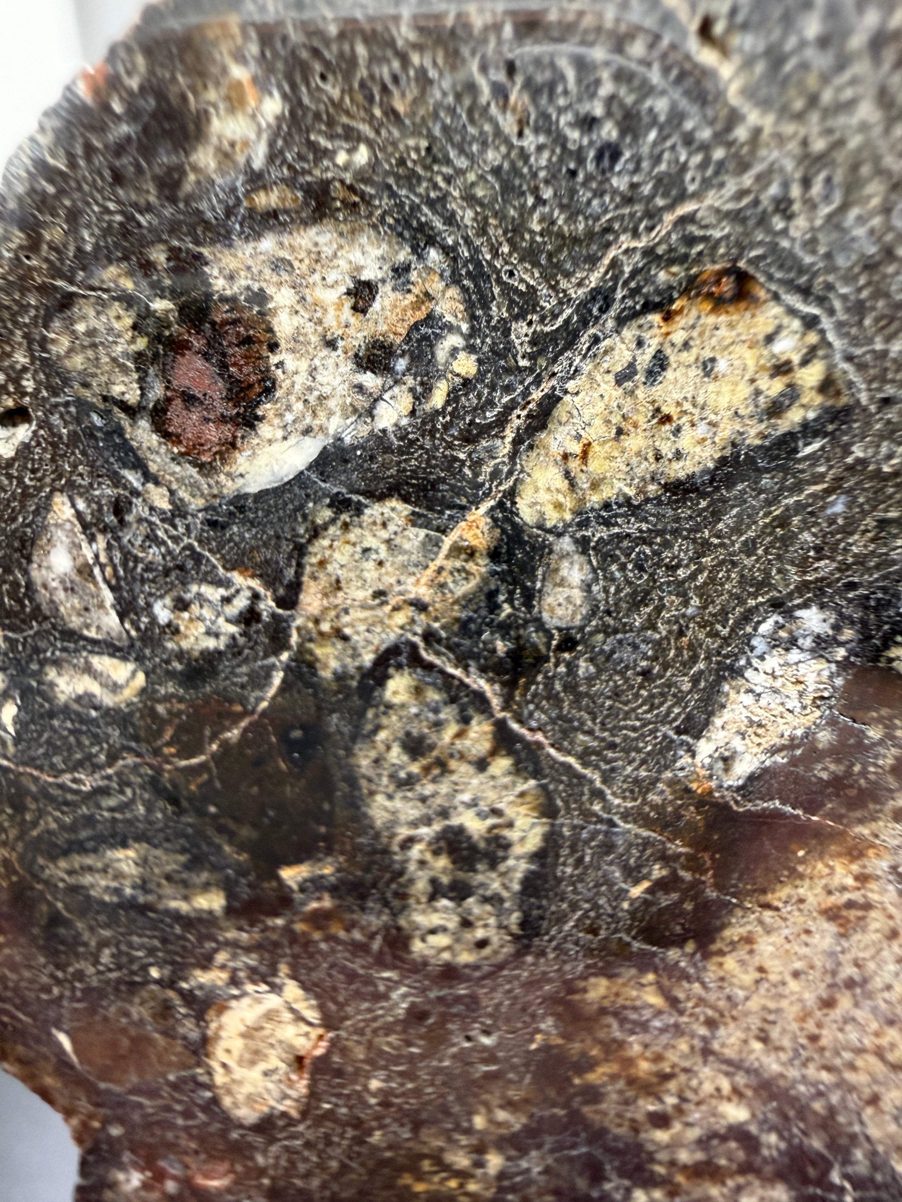 NWA 18048 eucrite meteorite 128.81g -- crosscutting melt veins and clast boundary relationships in polished surface