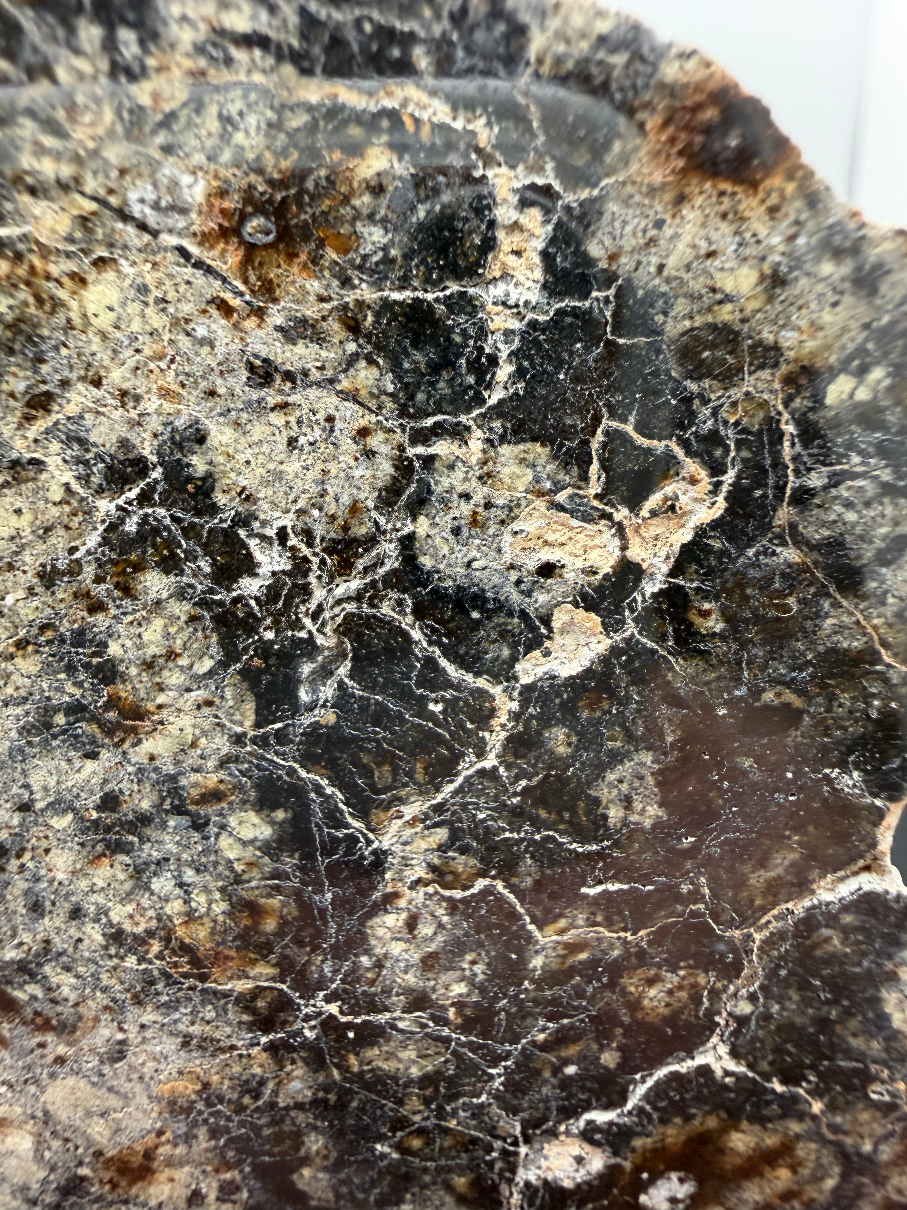 NWA 18048 eucrite meteorite 128.81g -- full polished slice showing spatial distribution of clast types