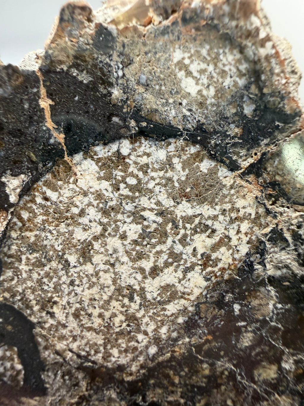NWA 18048 eucrite meteorite 128.81g -- light and dark eucritic clasts with sharp boundaries under mirror polish