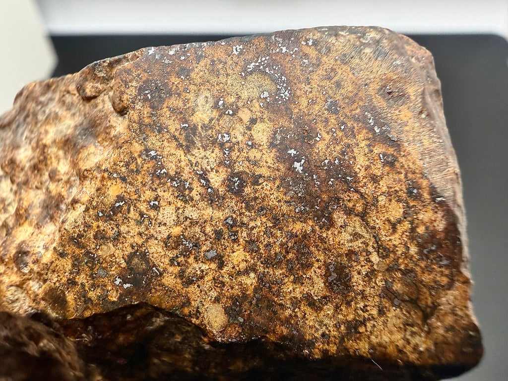 NWA XXX chondrite 869.00g -- internal structure visible through cut window with chondrule distribution