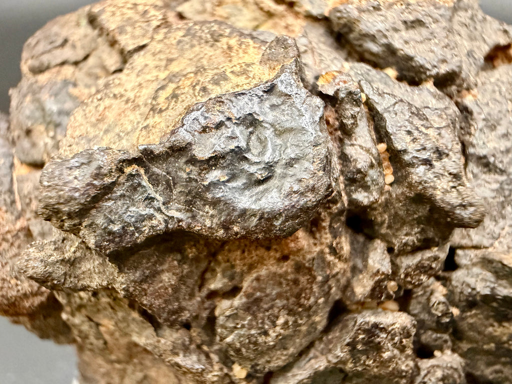 Macro photo of NWA 18592 Mesosiderite Meteorite showing remnant fusion crust detail with glassy black surface and underlying brecciated stony-iron texture, 161g