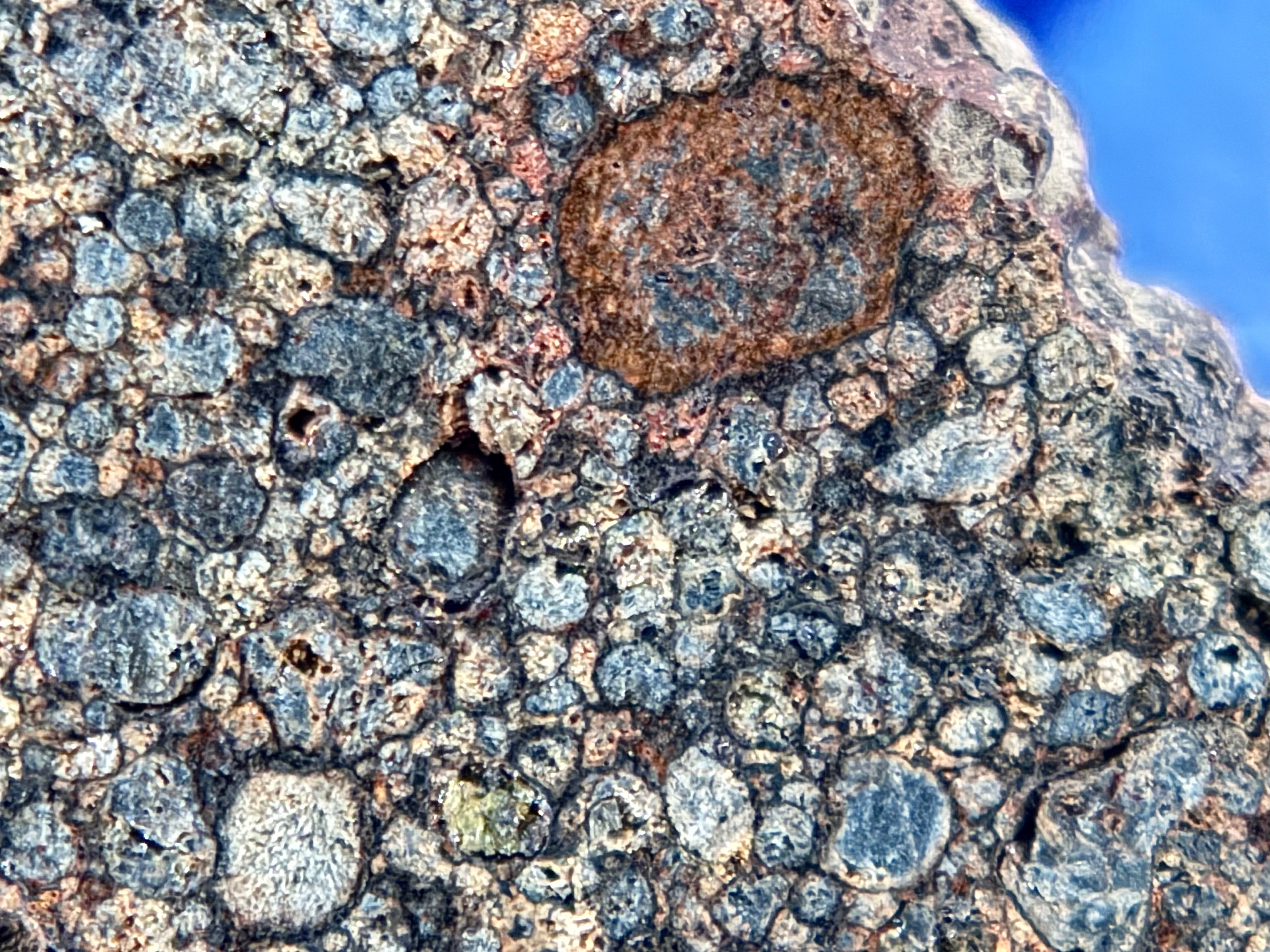 Close-up macro of NWA 17364 interior showing abundant chondrules in cut surface.