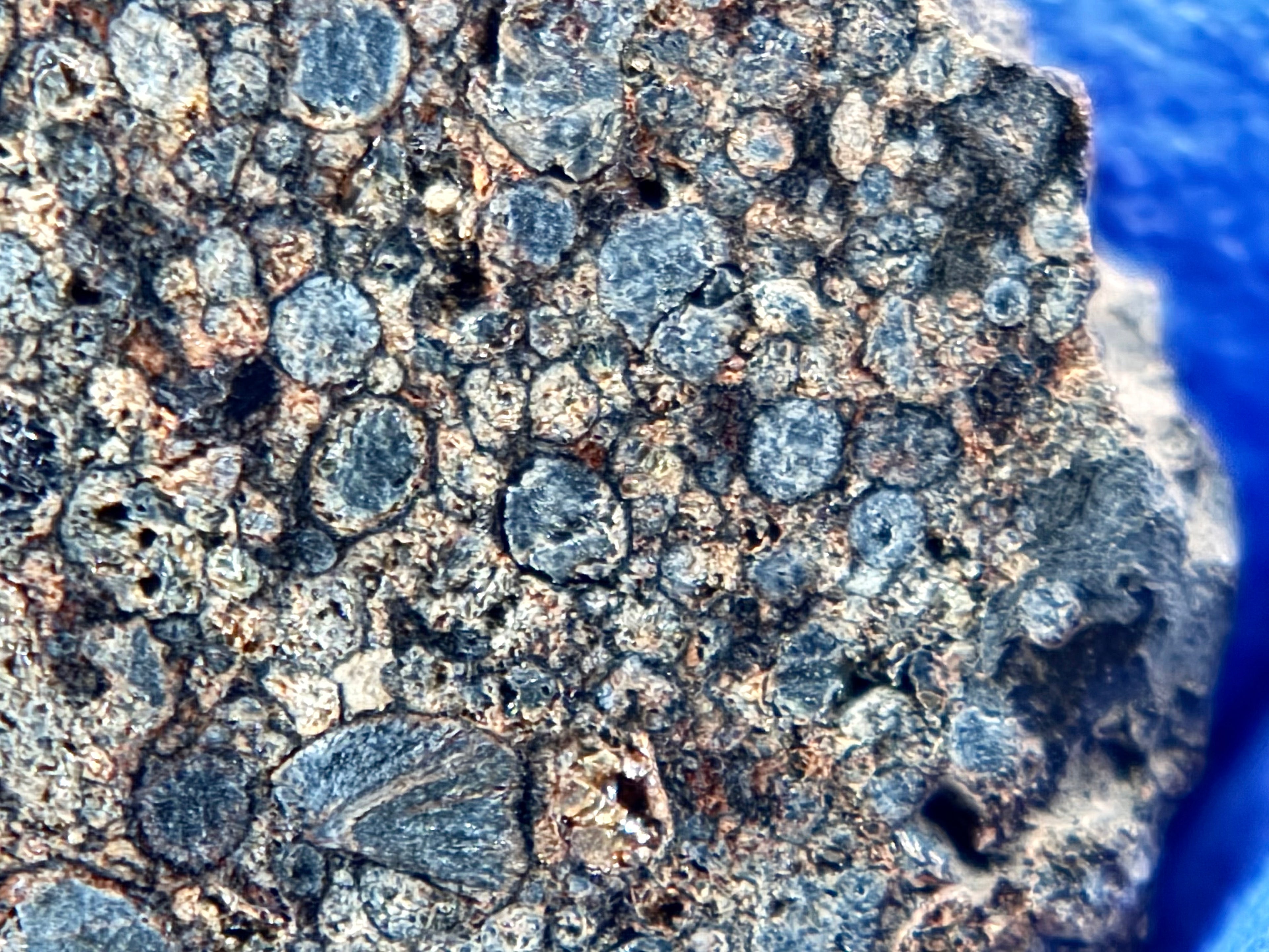 Macro photograph of NWA 17364 cut surface highlighting spherical chondrules and matrix.