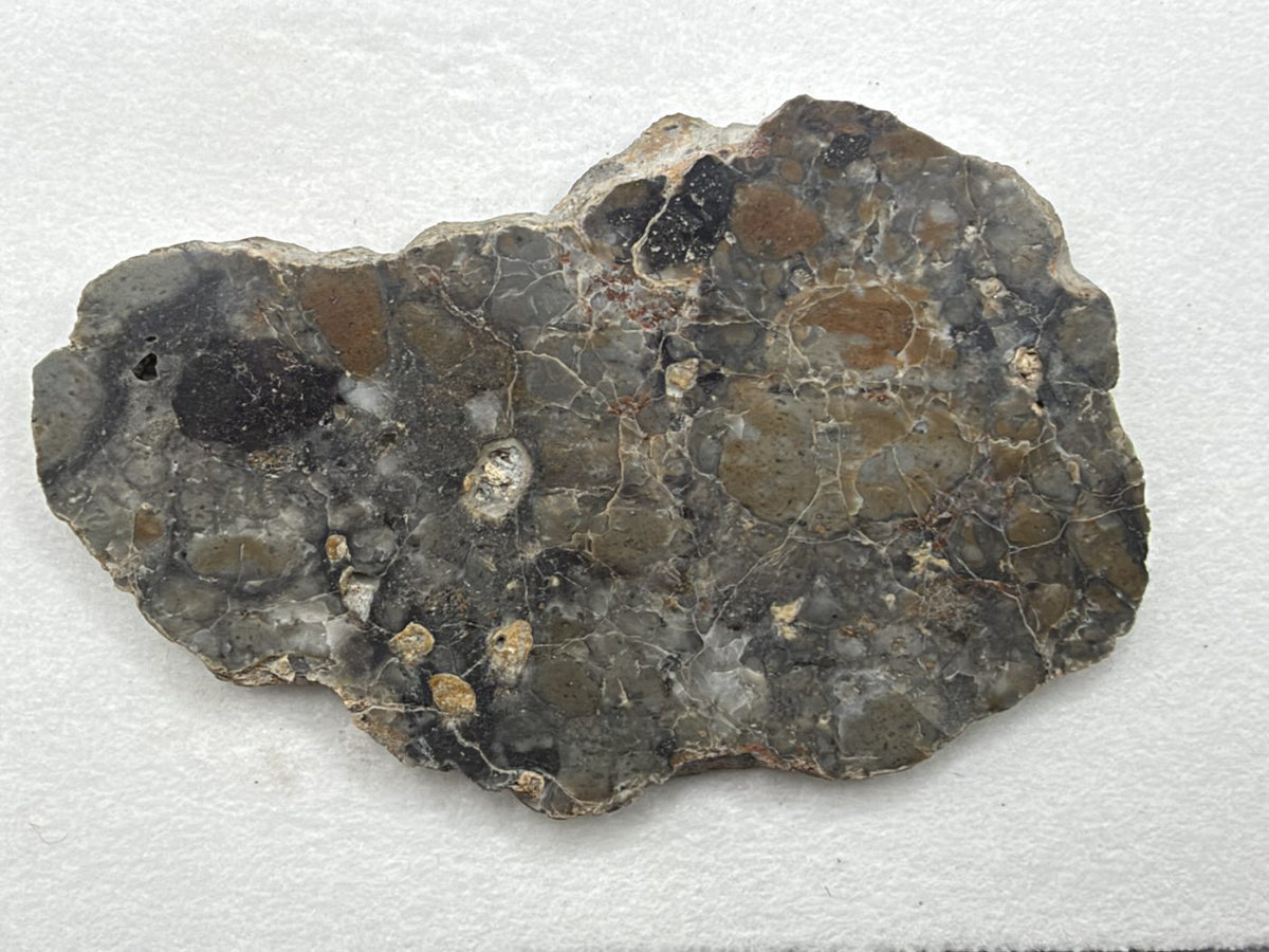 Adrar 013 lunar melt breccia slice, 10.85 g, oval polished face with a large dark clast at left, rounded tan and gray clasts, and fine white veining, on white background