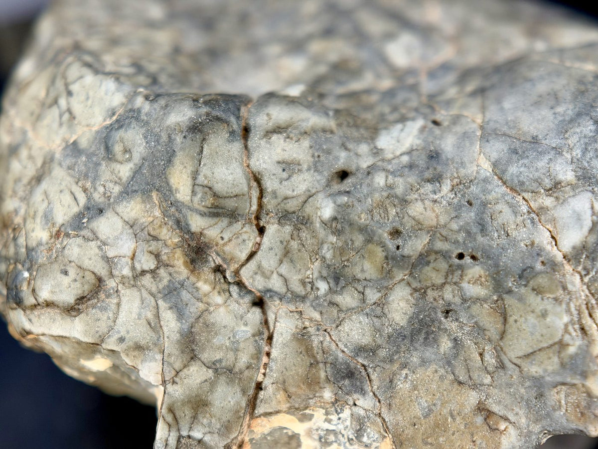 Macro view of the fracture network crossing the Adrar 013 lunar meteorite surface