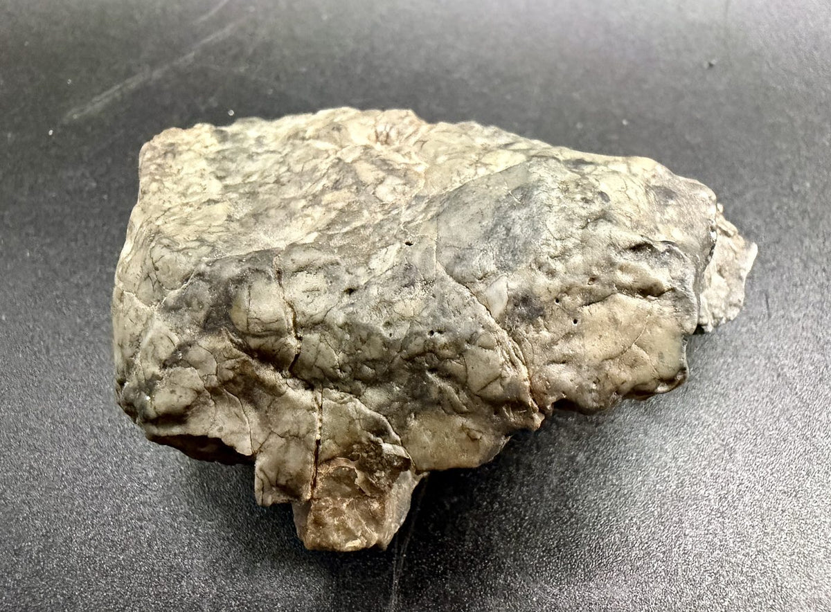 Primary face of the Adrar 013 lunar melt breccia, pale clasts set in a finer grey matrix