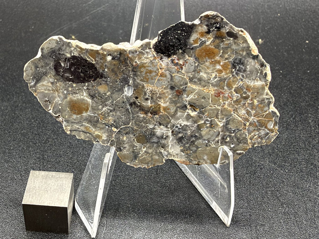 Adrar 013 lunar melt breccia slice showing two large dark clasts in a gray and tan breccia matrix with fine white veining