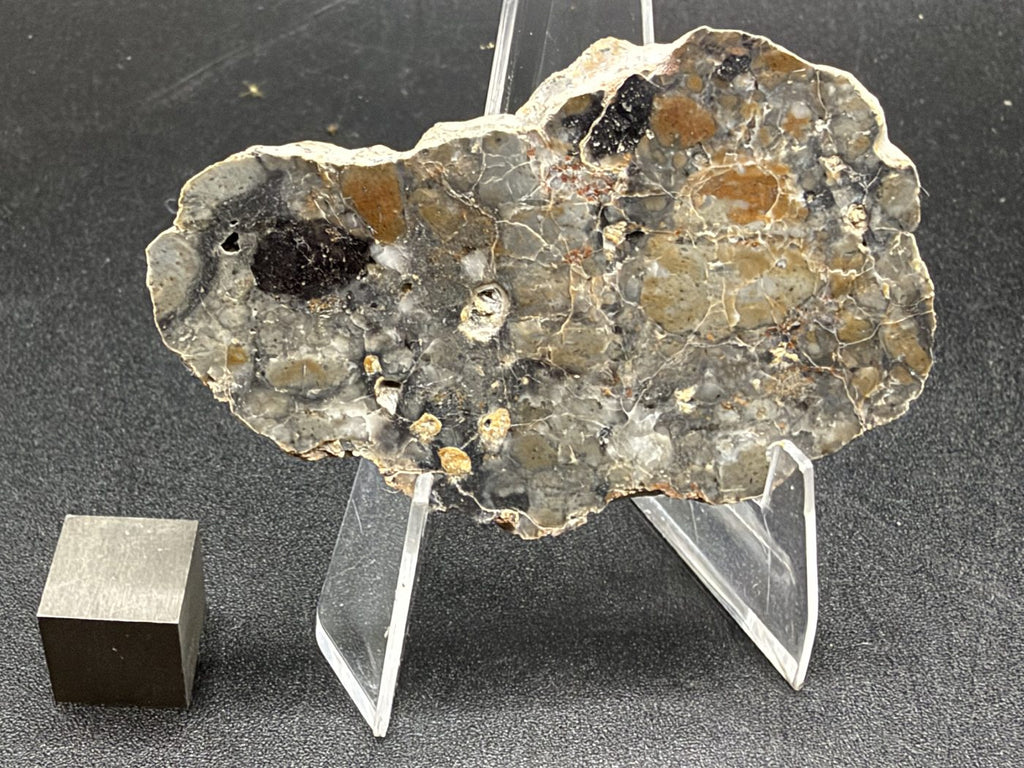 Adrar 013 lunar melt breccia slice, oval polished face with a large dark clast at left and numerous tan clasts