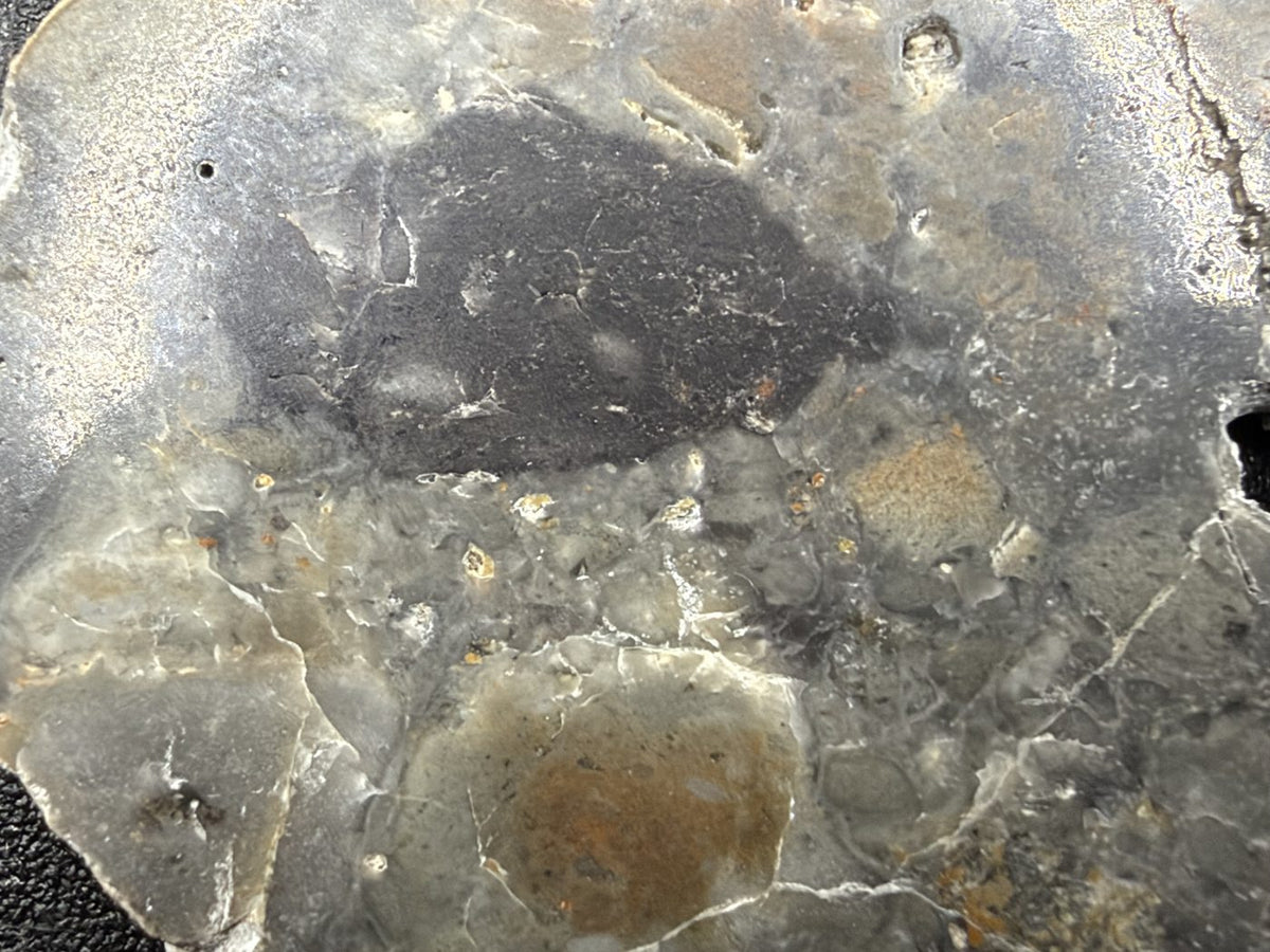 Macro of Adrar 013 lunar melt breccia, large dark gray clast above a tan clast in gray matrix