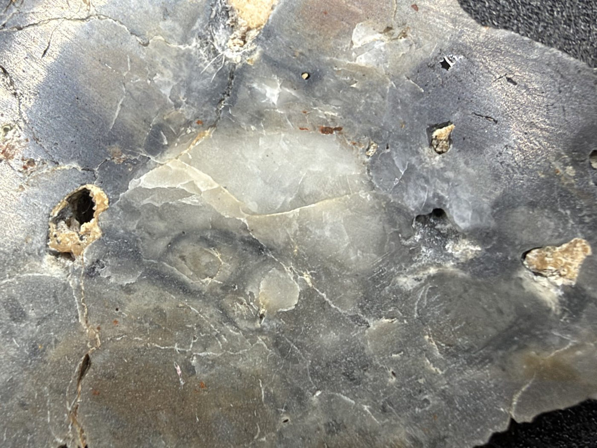 Macro of Adrar 013 lunar melt breccia, pale clast surrounded by bluish-gray matrix with small cavities