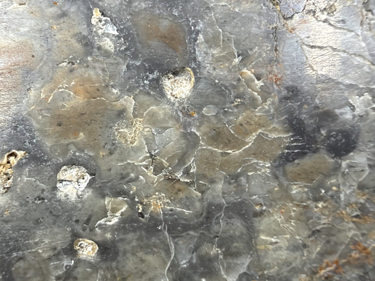 Macro of Adrar 013 lunar melt breccia, light-colored granular inclusions set in gray and tan matrix