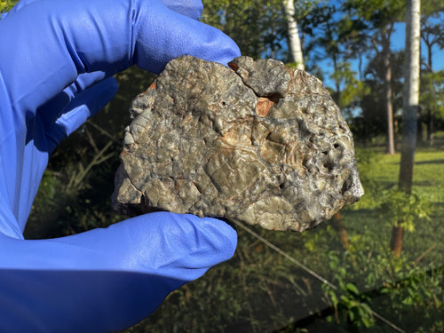 Adrar 013 lunar meteorite 142.20g complete individual held in gloved hand outdoors showing scale and complete shape