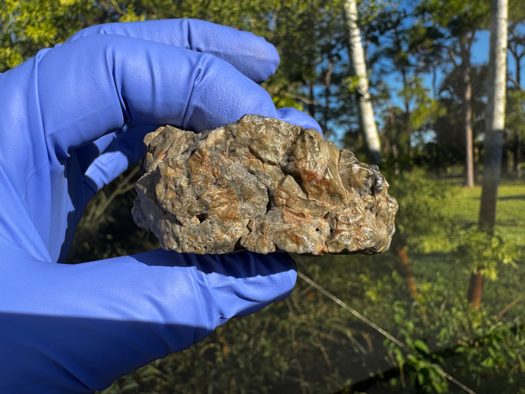 Adrar 013 melt breccia 142.20g held in gloved hand showing contact boundaries between solid clasts and impact generated melt matrix