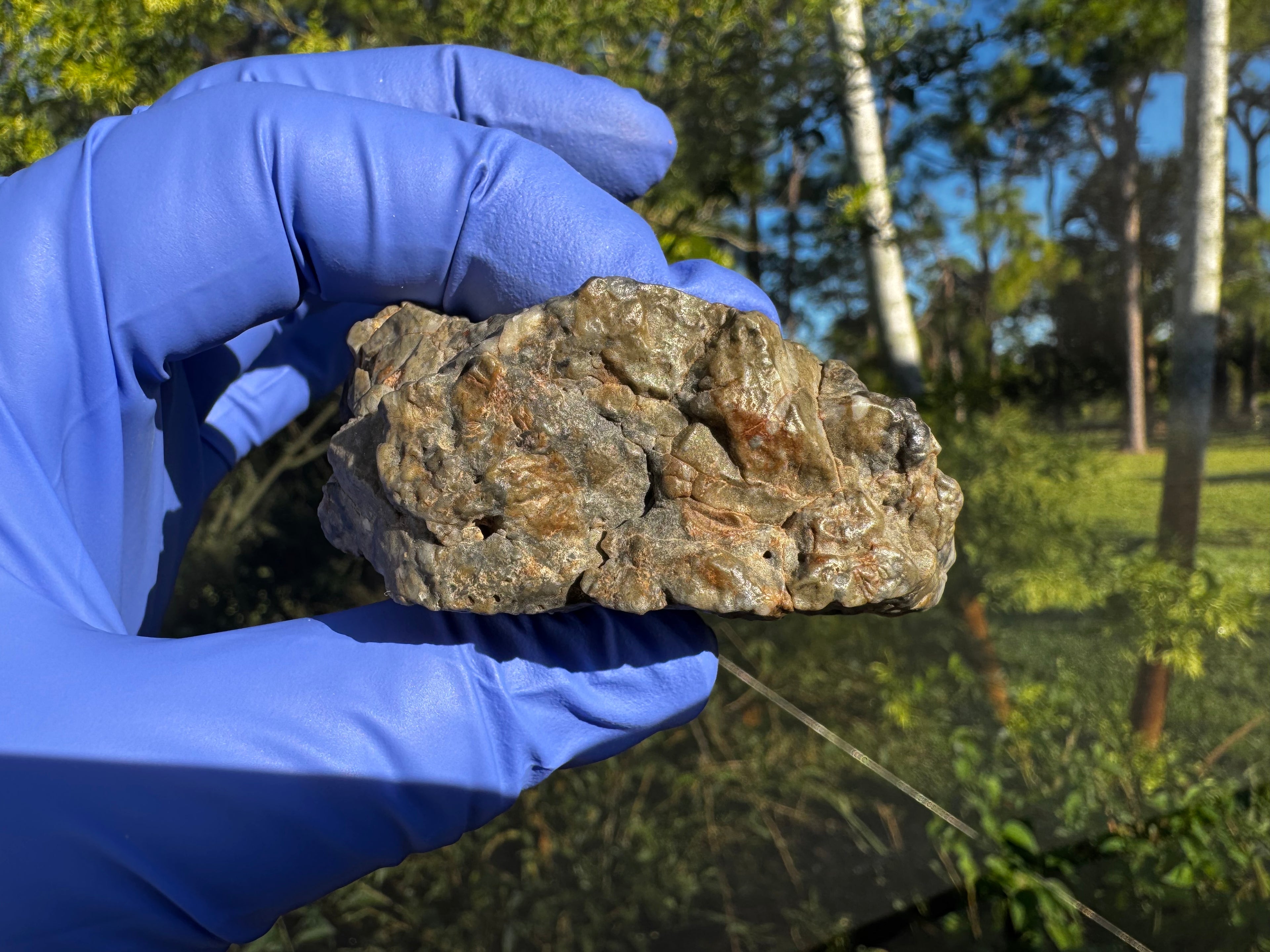 Adrar 013 melt breccia 142.20g held in gloved hand showing contact boundaries between solid clasts and impact generated melt matrix