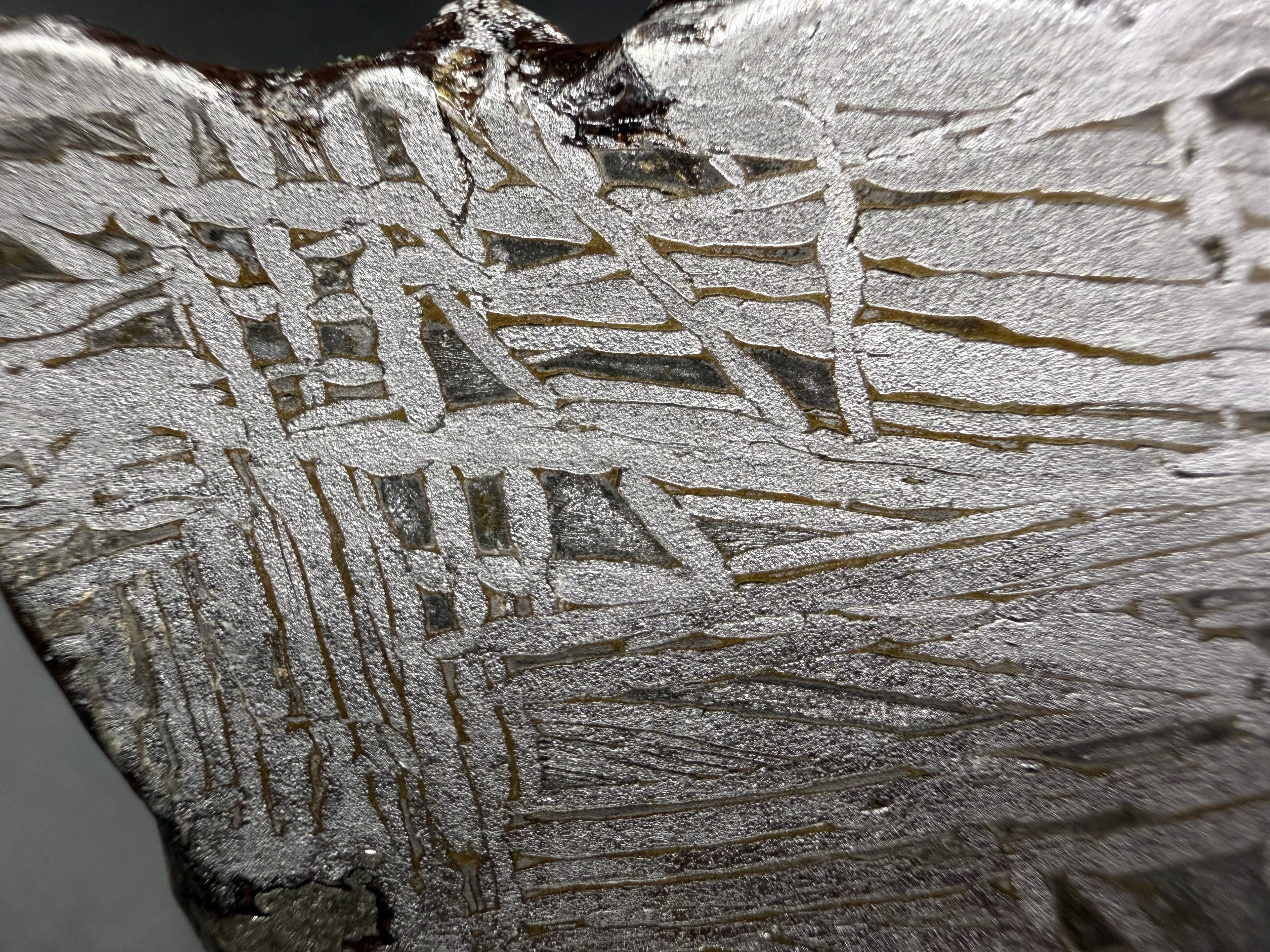 Macro of the Aletai iron meteorite etched face with oxidation along the exterior edge